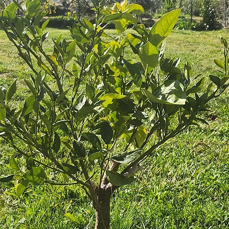 Vakantiehuis Casa Lucia Diana *